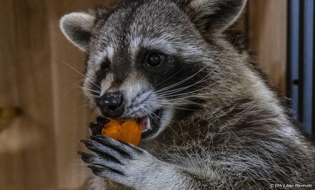 Opnieuw wasbeer aangetroffen in Brabantse Vught