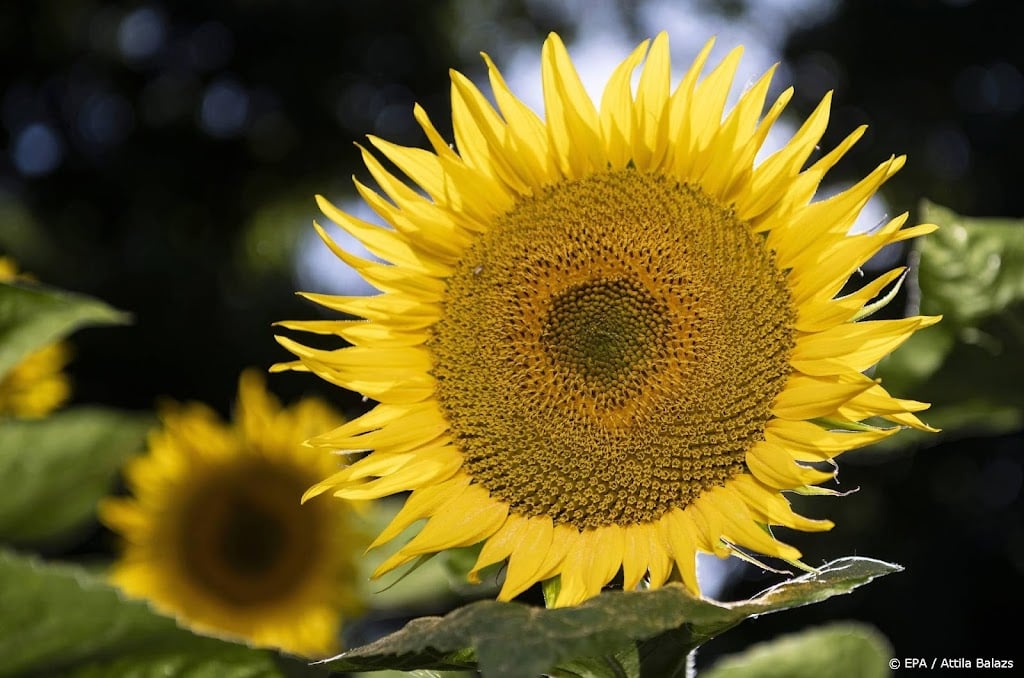 Amerikaanse boeren telen meer zonnebloemen door oorlog Oekraïne