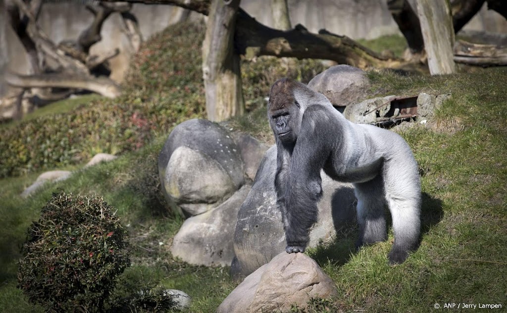 Blijdorp: hartfalen oorzaak dood gorilla Bokito