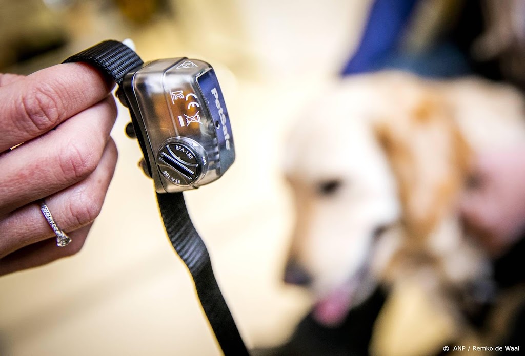 Minister wil verbod op stroomhalsbanden voor honden in Brussel