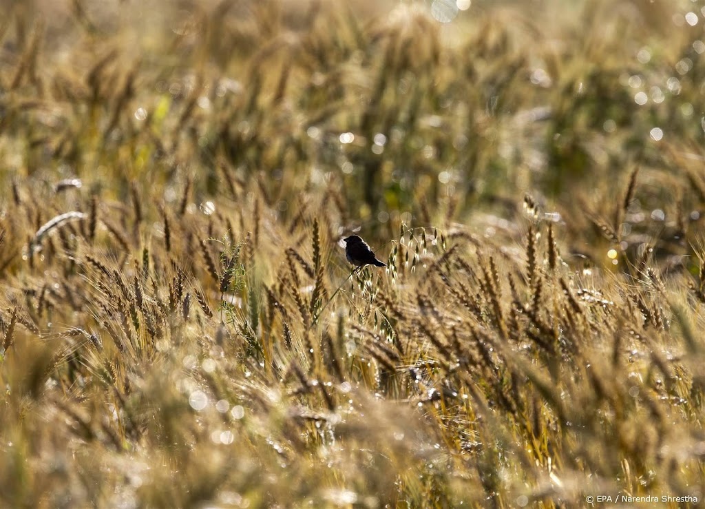 Droogte zit Australische tarweoogst dwars
