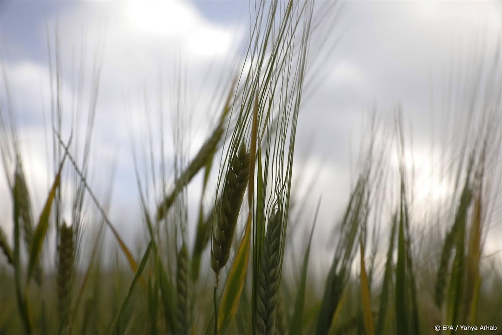Tarweprijs maakt sprong na dambreuk Oekraïne
