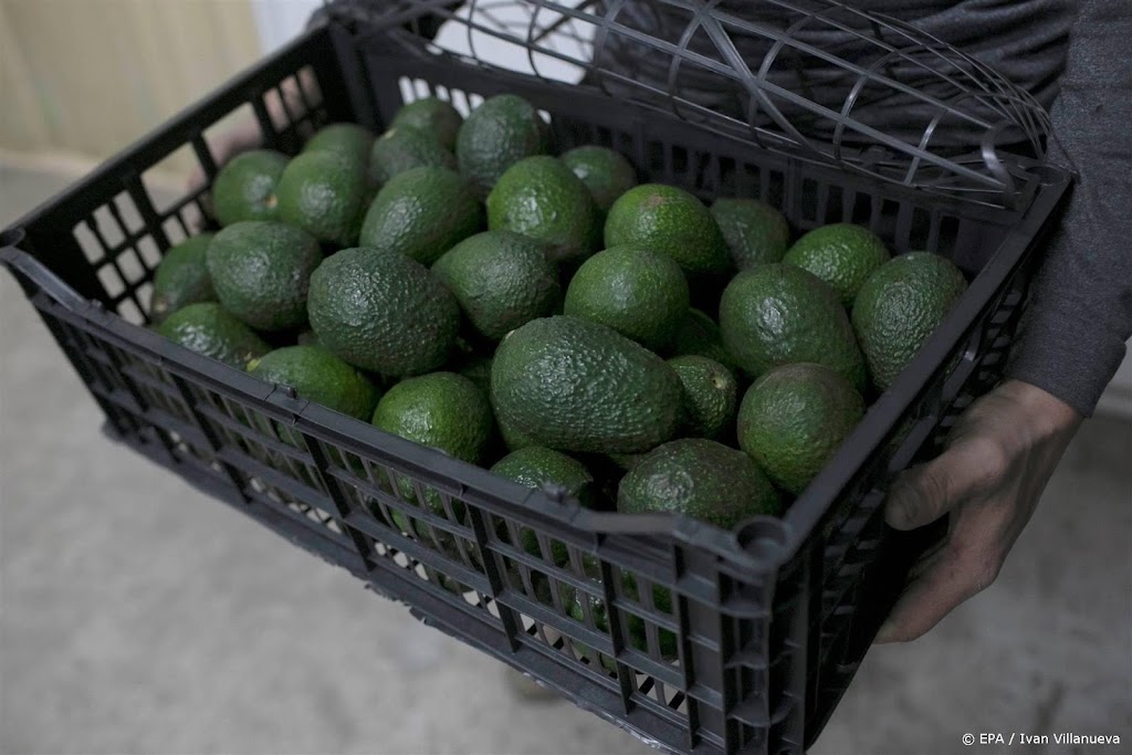 Lading met Peruaanse avocado's bevat 130 kilo cocaïne