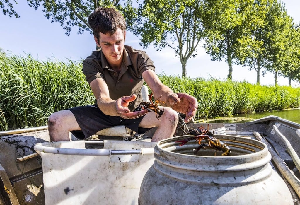 Waterschap wil naar de rechter als aanpak rivierkreeft uitblijft