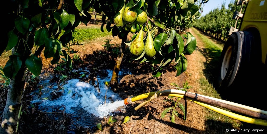 Grotere perenoogst in Europa verwacht