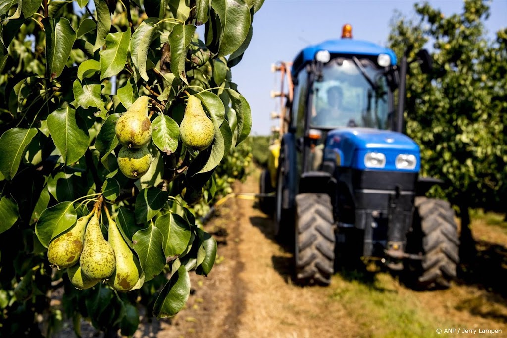 Peren meest geteelde fruit, pruimenteelt neemt af in 2024