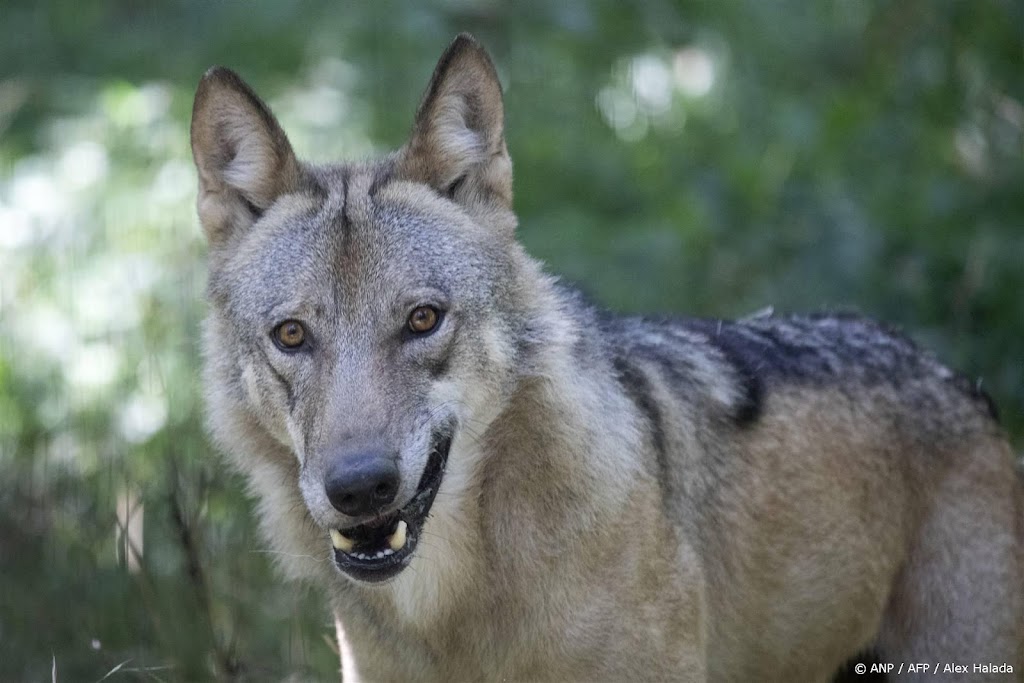 Politie onderzoekt dood wolf in Gelderse Harskamp