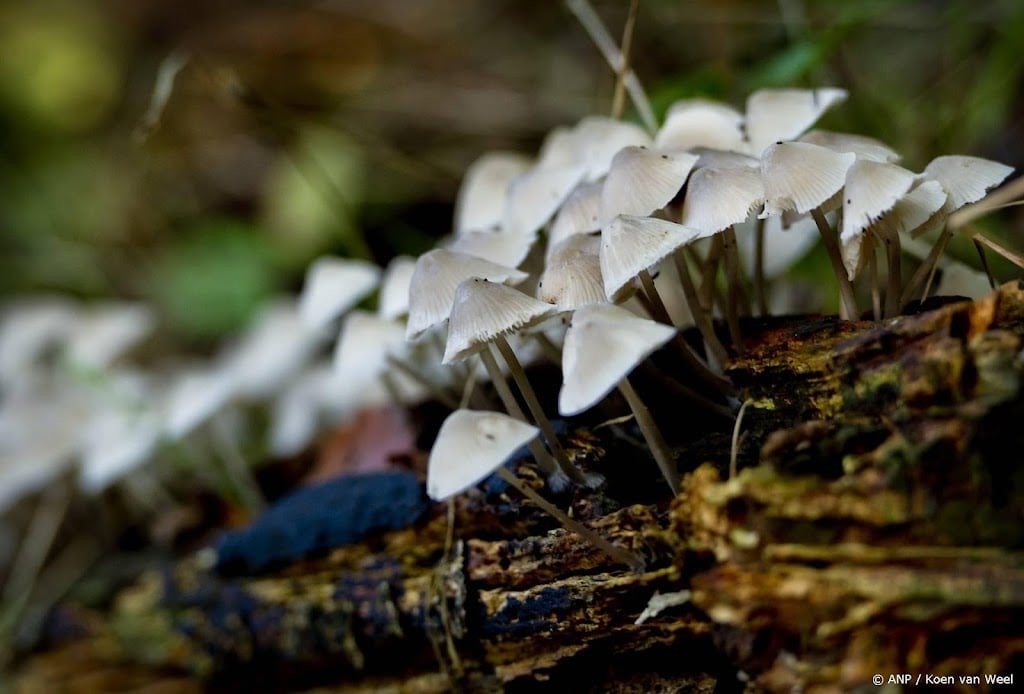 Duitse paddenstoelen weer veilig te eten, 39 jaar na Tsjernobyl 