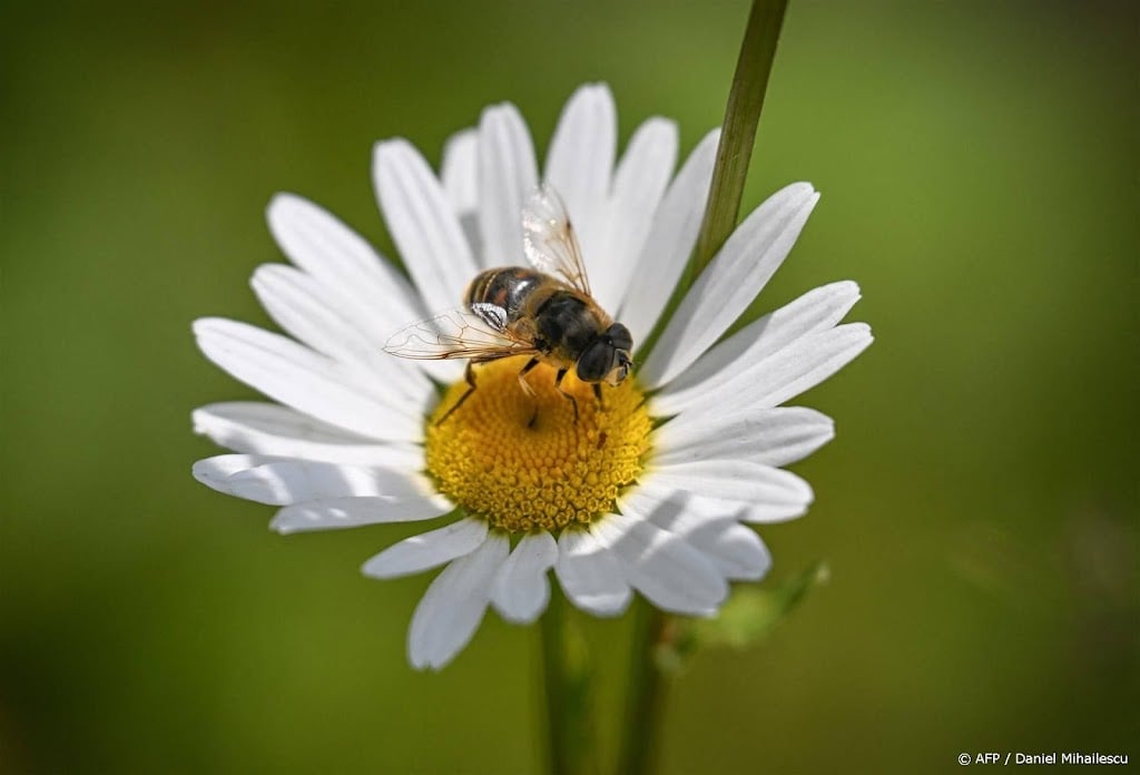 Overijssel ziet biodiversiteit weer afnemen, ondanks maatregelen