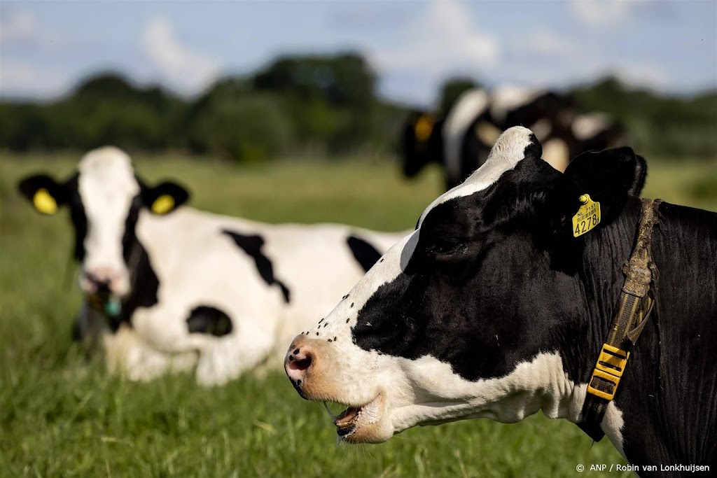 Dit jaar geen koeien op eeuwenoude Koeiemart om blauwtongvirus