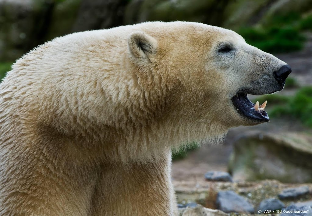 Hongerige ijsberen gespot in buurt van dorp