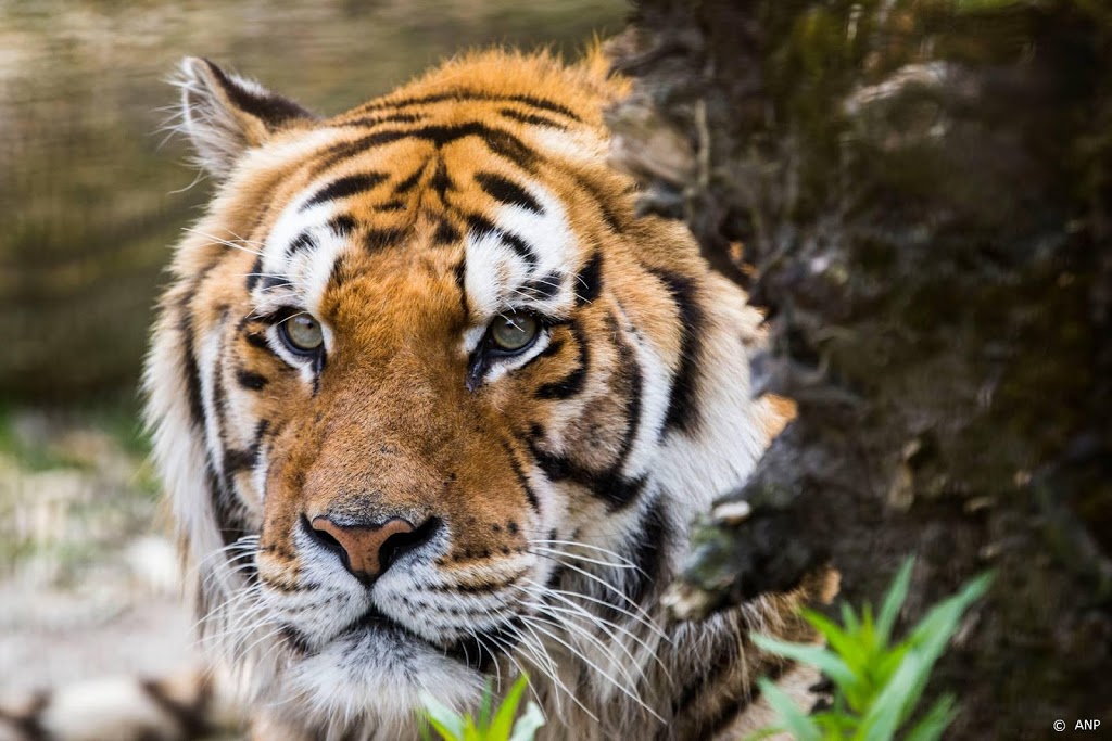 Tijger doodt koffieboer in Indonesië