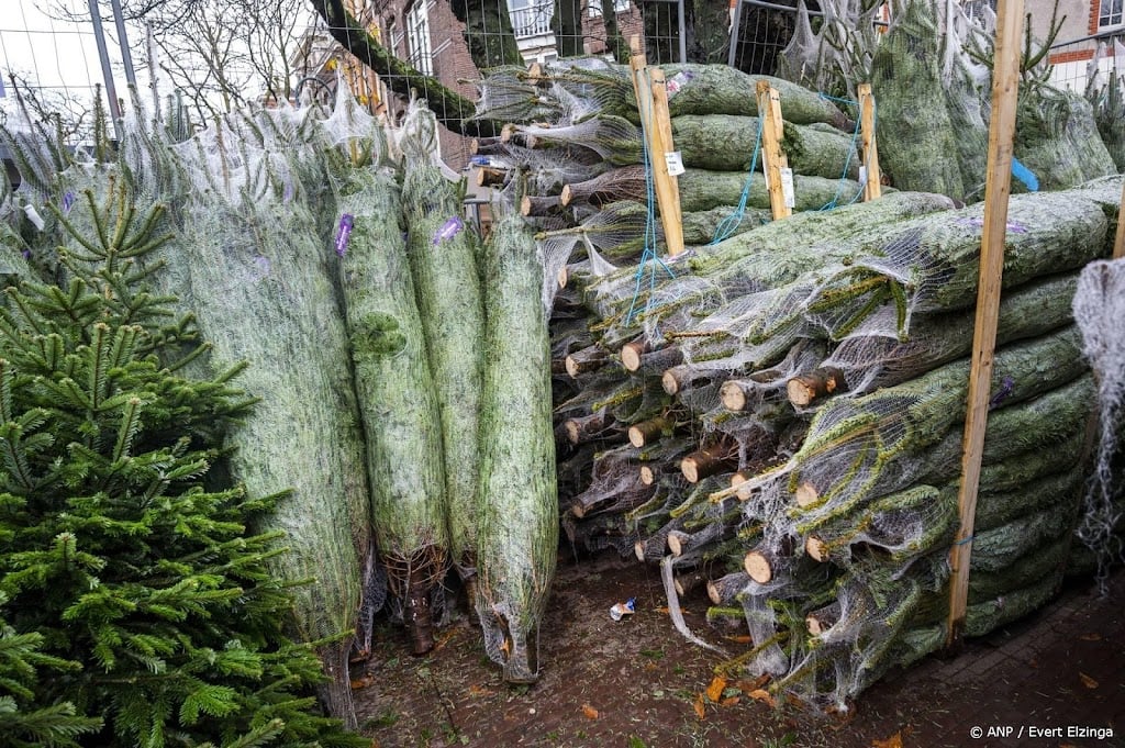 Zaterdag topdrukte in kerstbomenverkoop direct na Sinterklaas