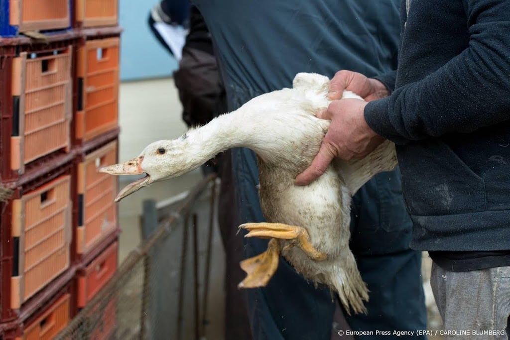 Franse foie gras-makers: massale eendenslachting om vogelgriep