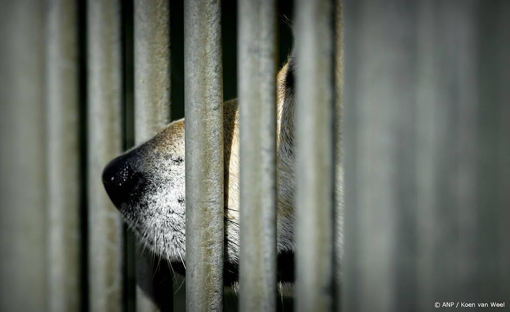Belgische vrouw krijgt celstraf voor vasthouden man in hondenhok
