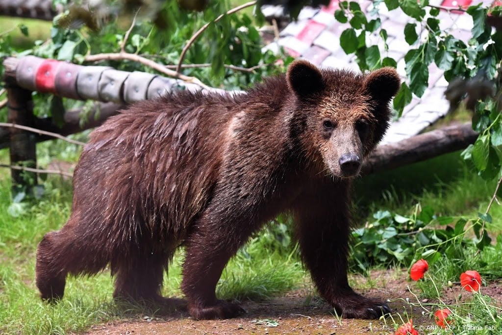 Dierenrechtenorganisaties Italië boos om afmaken beer in Alpen