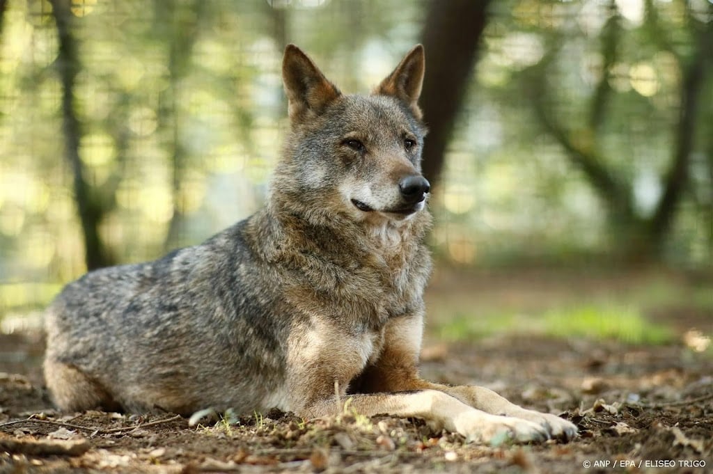 Landbouwministers EU vragen milieucollega's wolf minder te ontzien