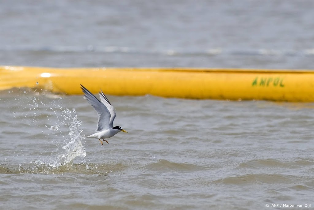 Helft grote sterns weggevaagd door vogelgriep