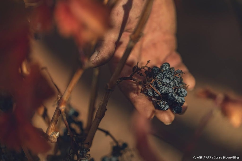 Franse wijnboeren vrezen kleinere oogst door aanhoudende hitte