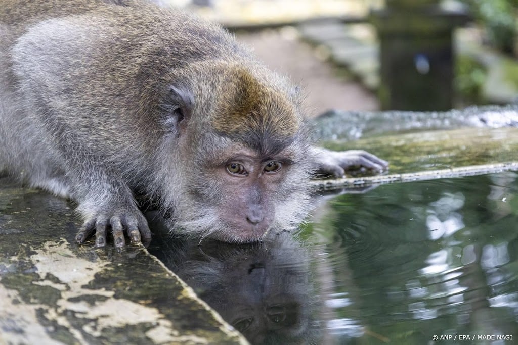 Terreur zaaiende aap eindelijk gevangen in Sumatra