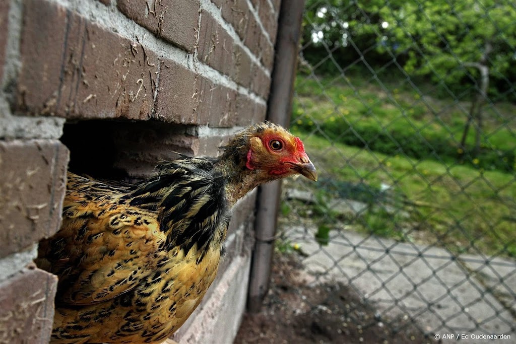 Eieren van hobbykippen via regenwormen vervuild met PFAS