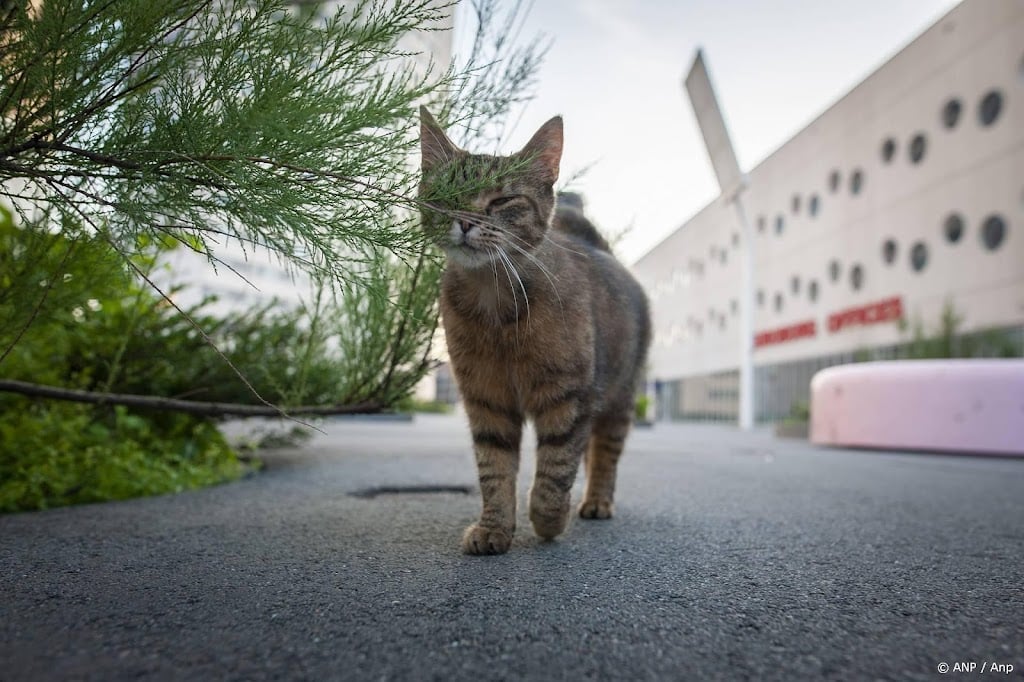 Gratis kattencastratie voor Almeerders 
