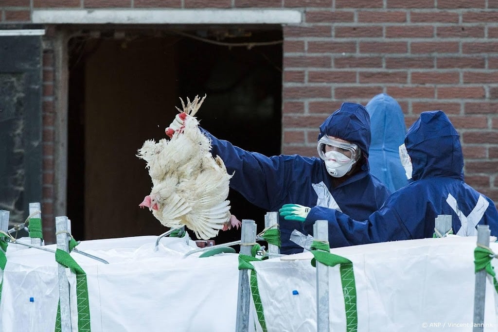 Eerste besmetting vogelgriep sinds maart 