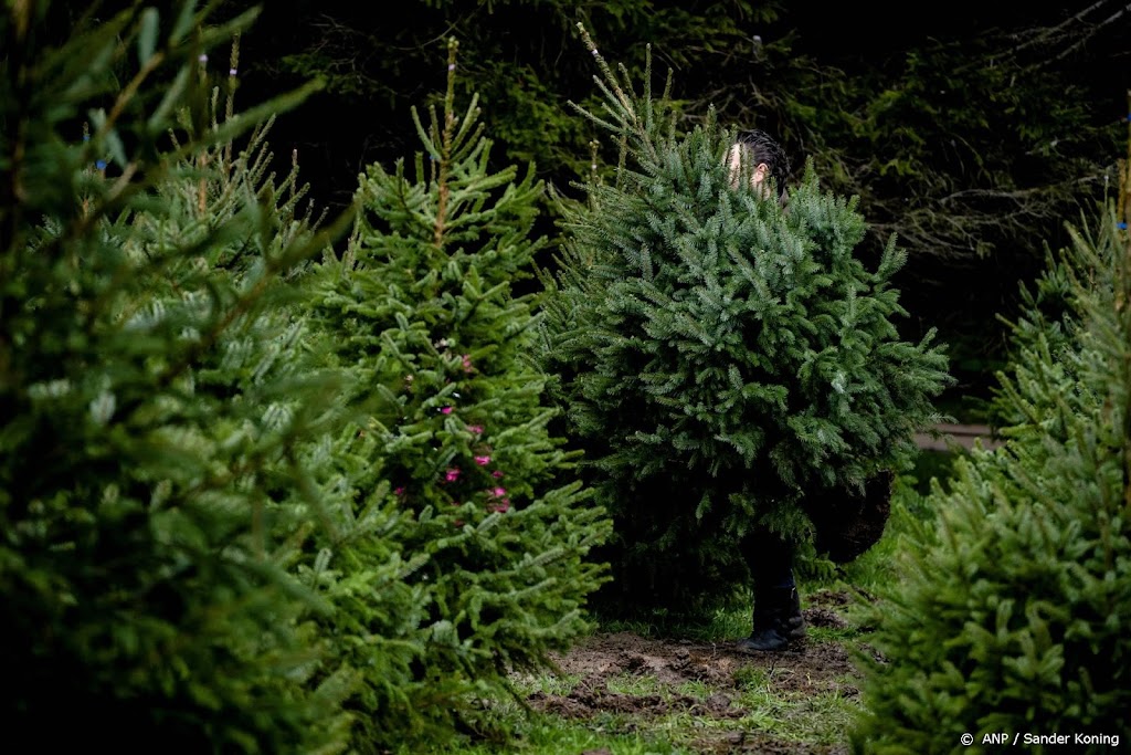 Kwekers: vraag naar kerstbomen groot dit jaar