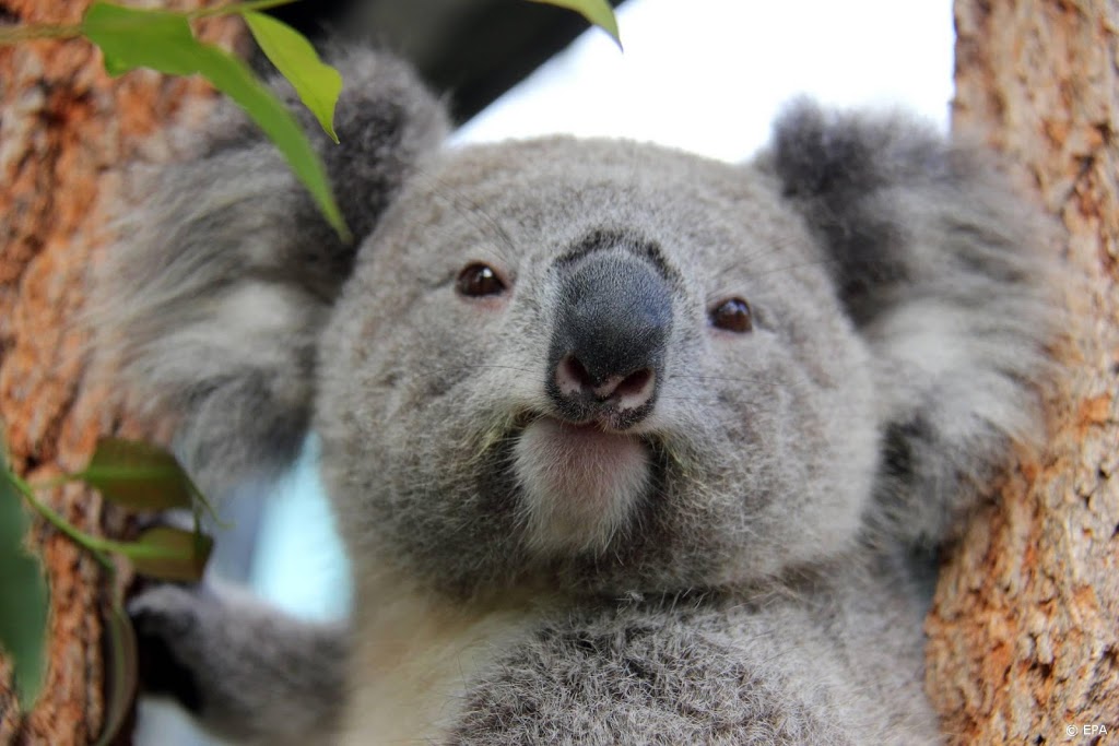 Kinderen halen met SOS Koala ruim 246.000 euro op