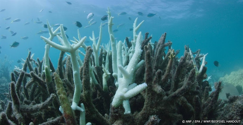 Weer massale koraalverbleking in Great Barrier Reef
