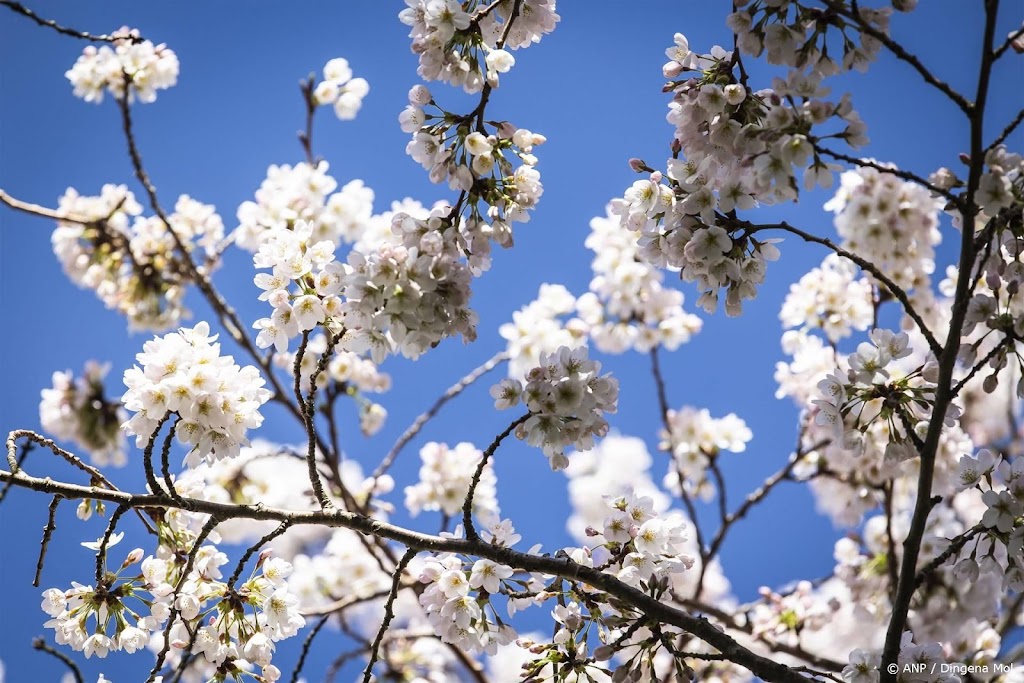 Met 16,5 graden in De Bilt is het officieel de warmste 8 maart