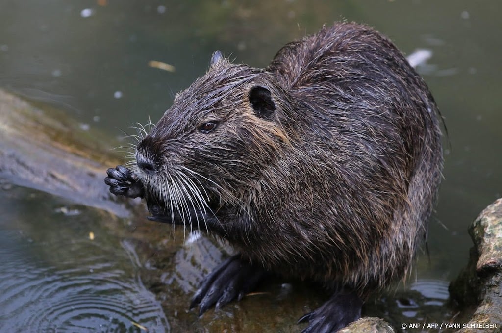 Onderzoekers zien veel meer bevers dan gedacht in Limburg