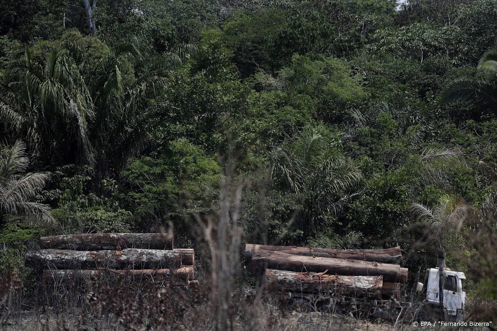 Illegale boskap in Brazilië flink gestegen in april