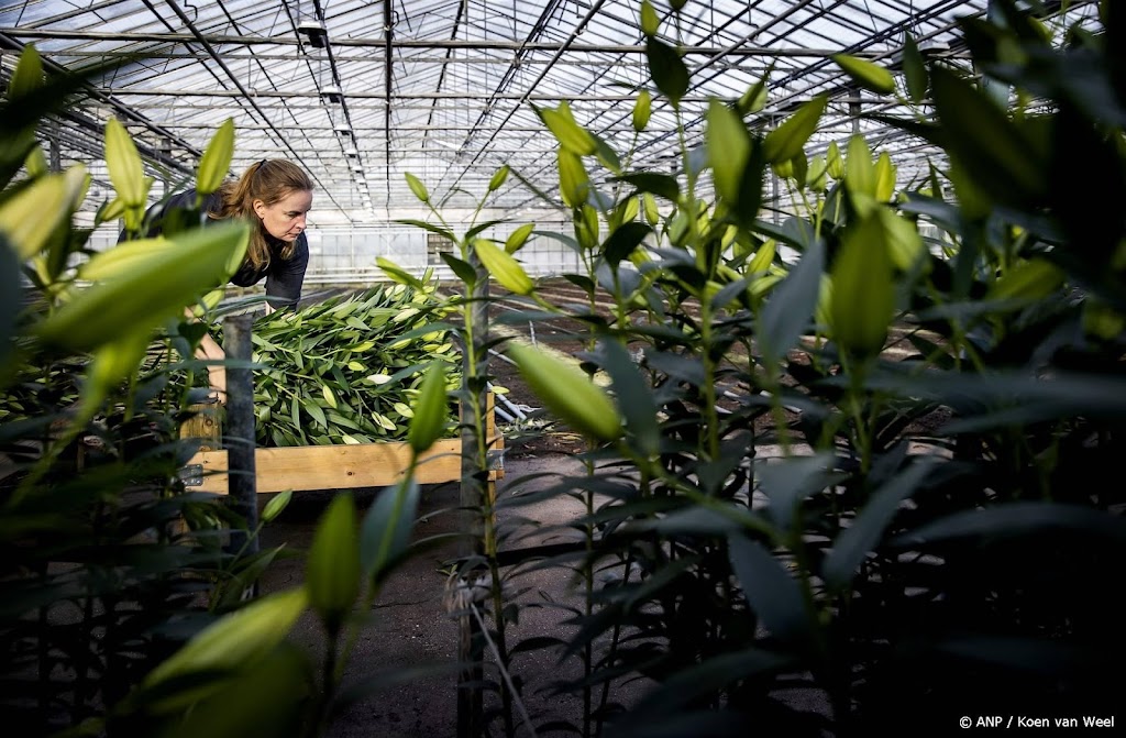 Rechter verbiedt bestrijdingsmiddelen voor teelt lelies