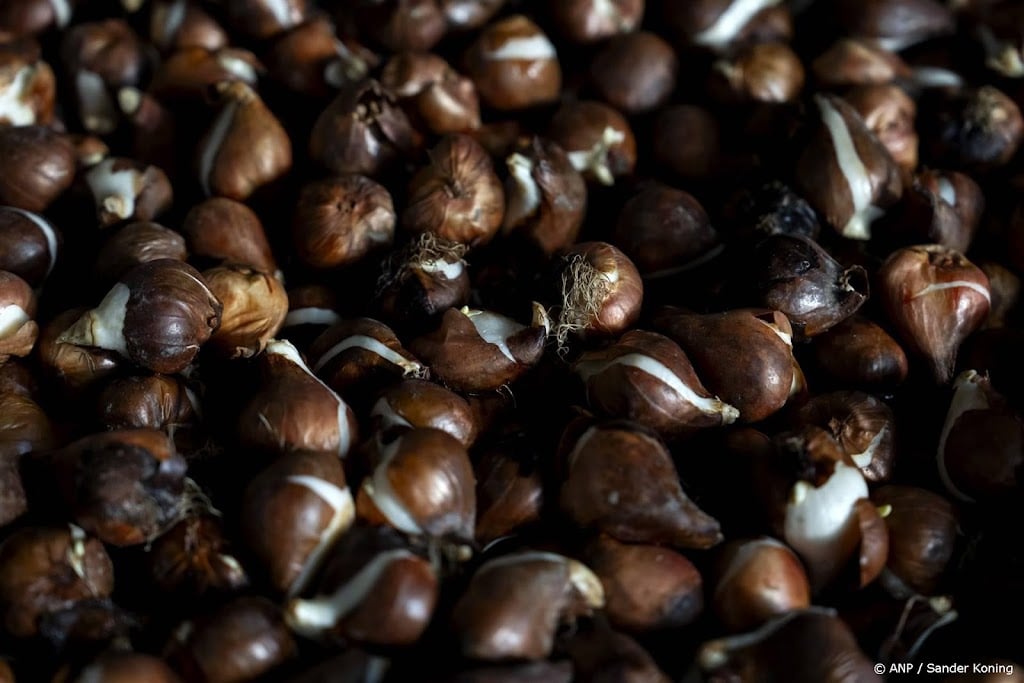 Koffie mogelijk duurder door gestegen prijzen koffiebonen