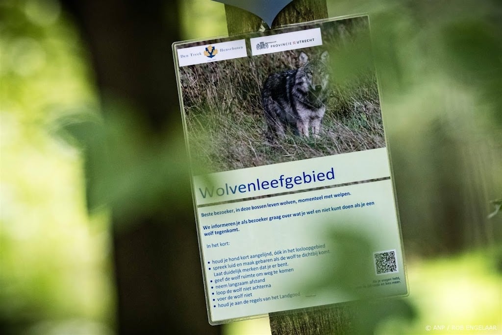 Rechtszaak over vergunning om wolf af te schieten dient vrijdag
