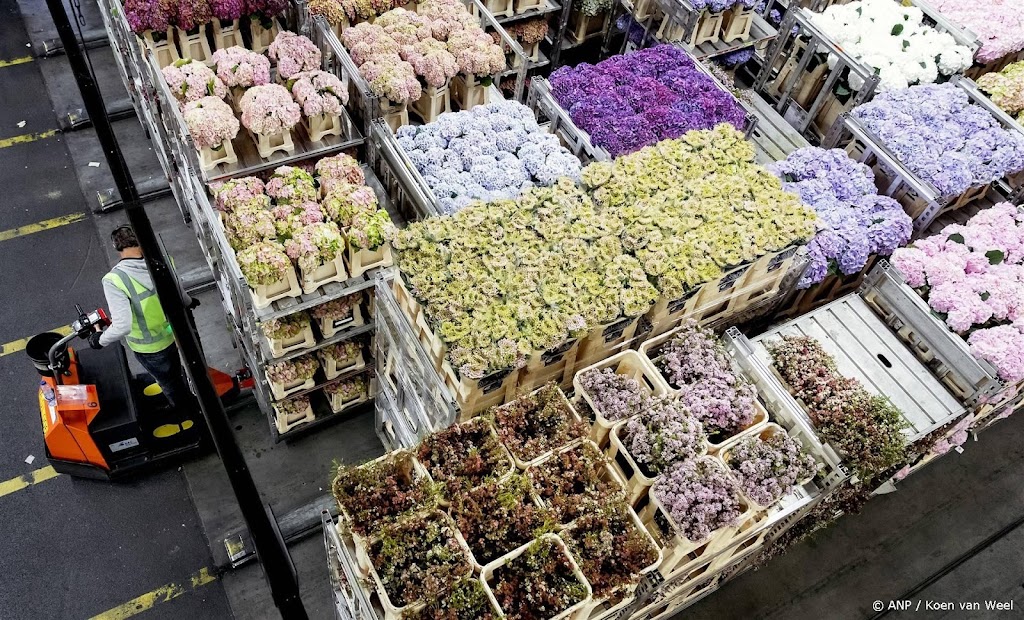 Moederdagverkoop bloemen ongehinderd door milieukritiek