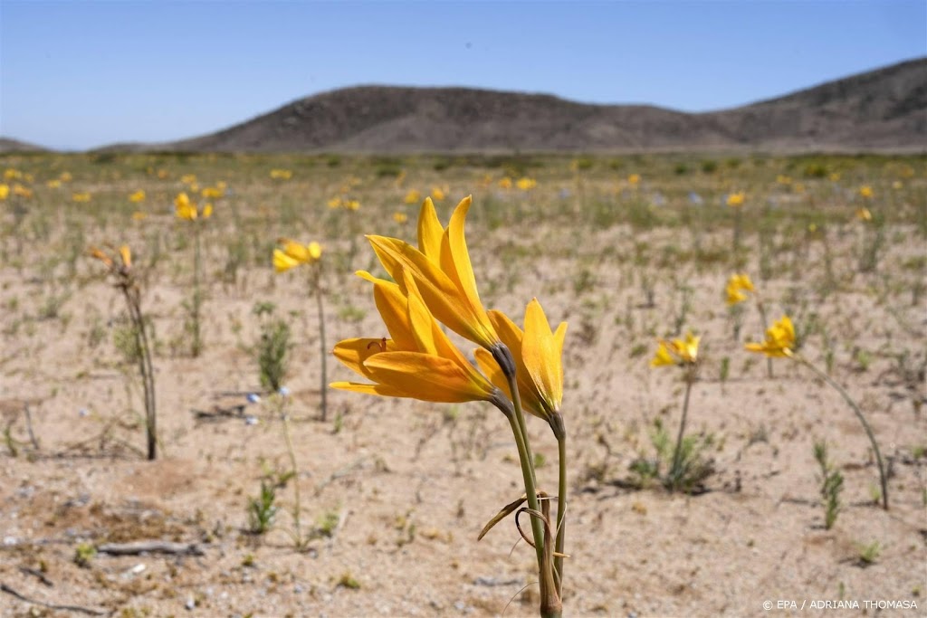 Amerikaanse wetenschappers zien begin van El Niño