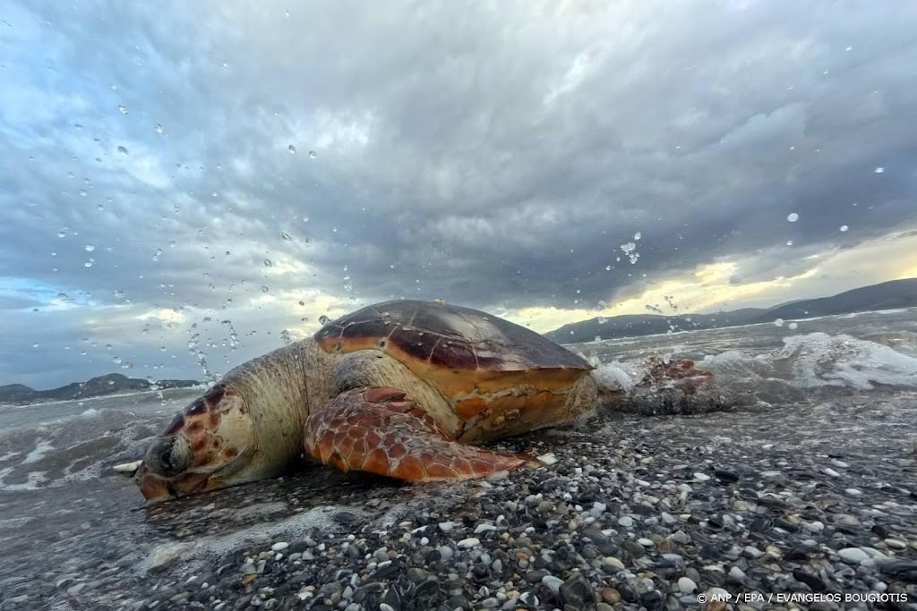VN-rapport: gezondheid van oceanen is ernstig in gevaar