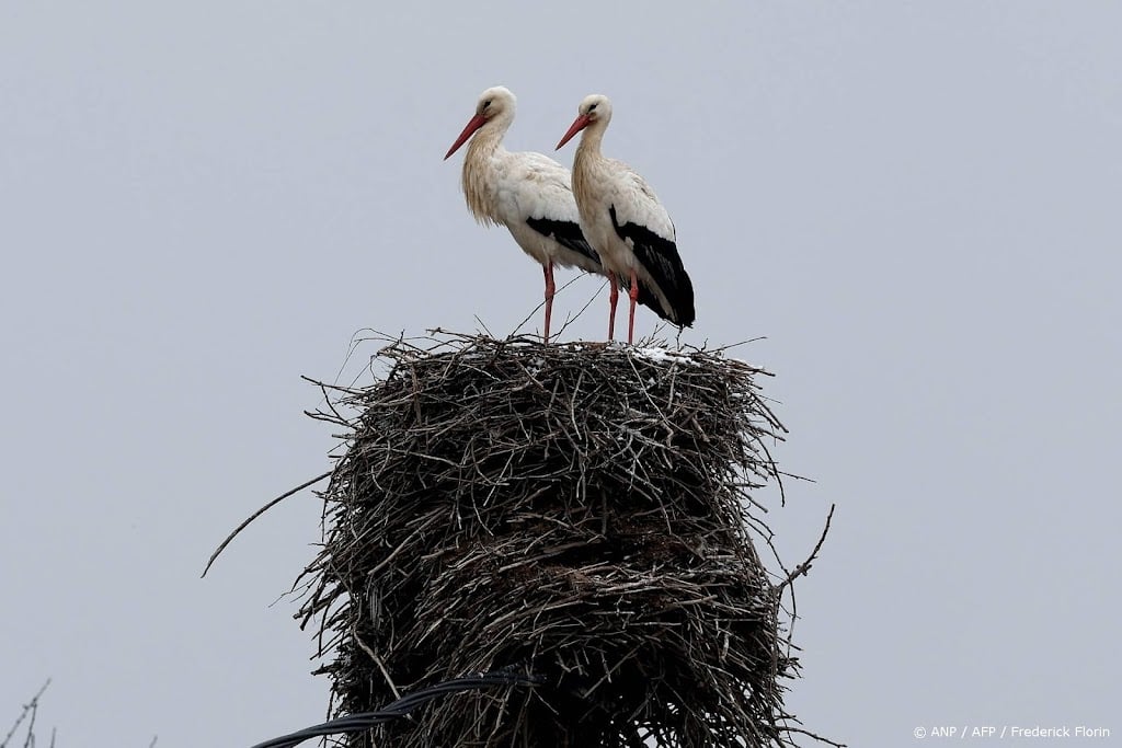 Vogels leggen recordaantal eieren voor camera's Beleef de Lente