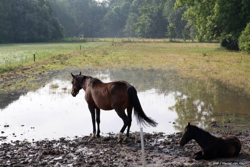 Franse politie laat verdachte van paardenmoorden vrij
