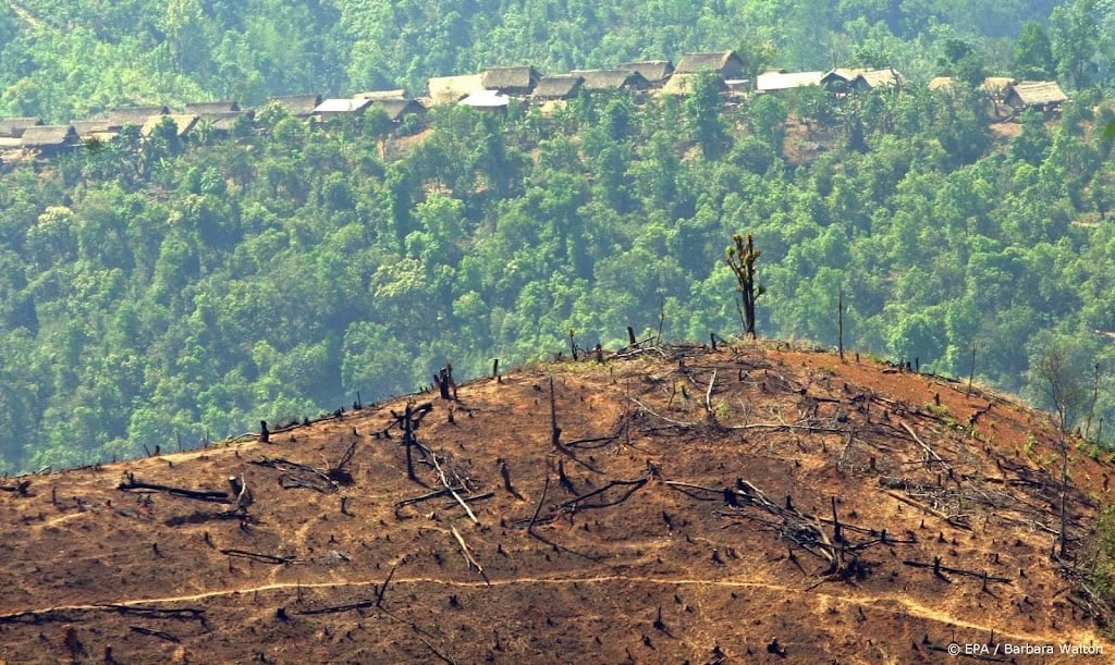 WWF: Nederlandse import grondstoffen draagt bij aan ontbossing