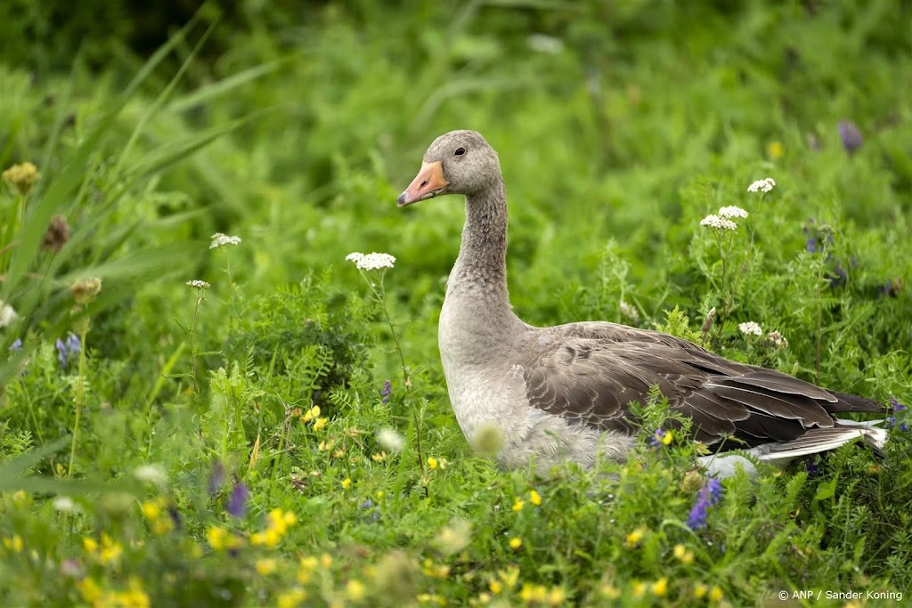 Zeeland geeft faunabeheer meer ruimte voor ganzenjacht