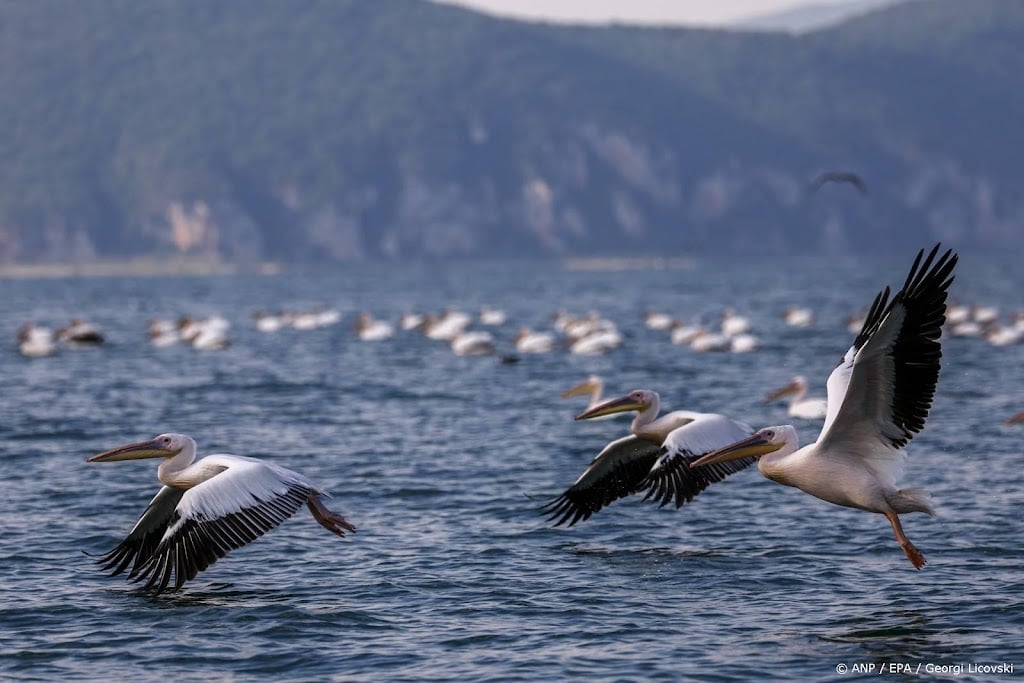 Bijna driekwart minder wilde dieren, maar WWF heeft nog hoop