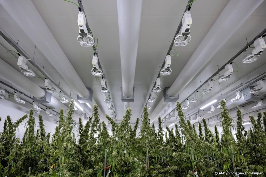 Teler medicinale cannabis Bedrocan failliet verklaard