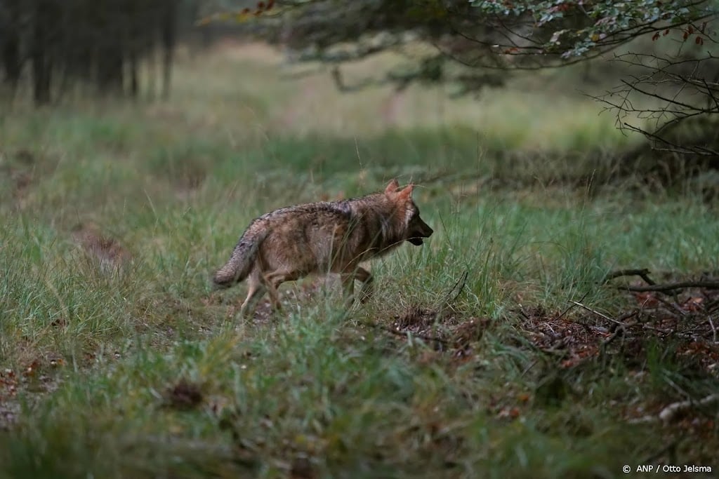 Partij voor de Dieren wil meer weten over 'oproerwapen' tegen wolf