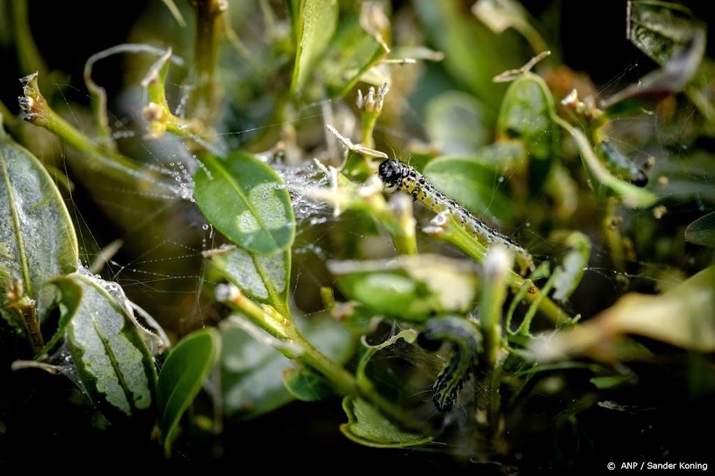 Groep wetenschappers waarschuwt voor effect klimaat op insecten