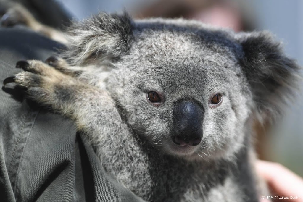 Maatregelen Australië voor beschermen koala