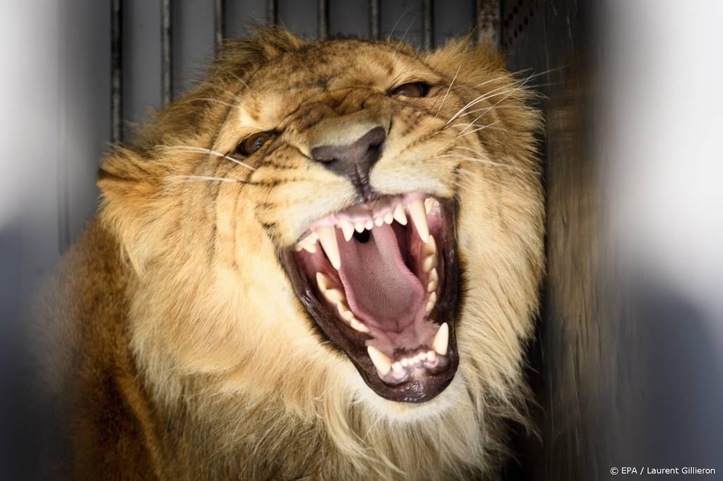 Vier leeuwen besmet met corona in dierentuin Barcelona
