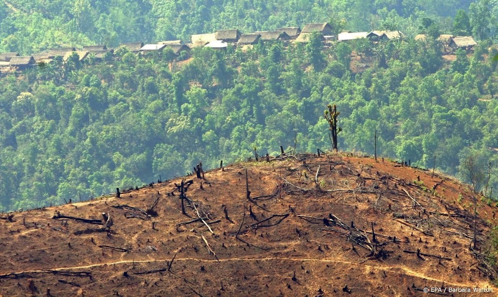 Milieudefensie: financiële sector investeert veel in ontbossing 